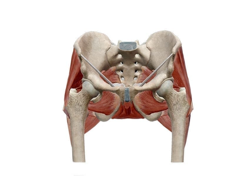 Fisio Point - Fisioterapia a Roma, Riabilitazione, Poliambulatorio, Medical Fitness, Propriocezione, recupero funzionale, post operatorio, anca, protesi anca, coxartrosi