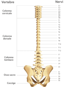 Fisioterapia a Roma, Centro Specializzato in Ginnastica Posturale a Roma Monteverde. Con una visita Gratuita valutiamo i problemi di postura e impostiamo il percorso correttivo più adatto, scoliosi, cervicalgia, lombalgia, mal di schiena, fisiatra, infiltrazioni acido ialuronico, mesoterapia, cortcosteroidi, gonartrosi coxartrosi rizartrosi artrosi di spalla artrosi di caviglia