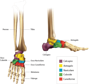 Distorsione caviglia